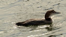 Loon1.jpg