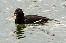 whitewingedscoter.jpg