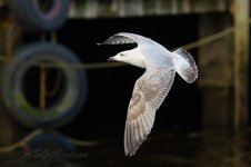 Herring-Gull-(4)-fbook.jpg