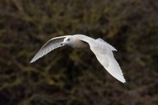 Iceland-Gull-(74)-fbook.jpg