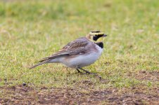 Shore-Lark-(37)-fbook.jpg