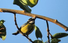 african_blue_tit_17jan24_1650l_8536.jpg