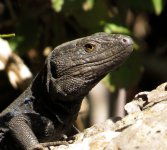 tenerife_lizard_23jan24_1080s_8573.jpg