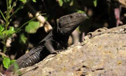 tenerife_lizard_23jan24_1782l_8575.jpg