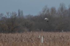 hen harrier male.jpg