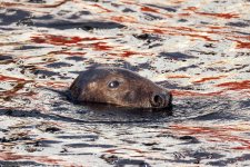 Grey-Seal-(8)-fbook.jpg