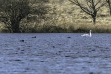 20240207 - Wigeon, Mute Swan and Goosander on Redmyre Loch.jpg