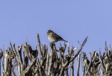 20240207 - Reed Bunting female on a hedge at Little Bello.jpg