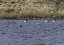 20240207 - Redmyre Loch birds.jpg