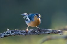 Canary-Is-Chaffinch-(19)-fbook.jpg