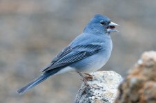 Blue-Chaffinch-(51)-fbook.jpg