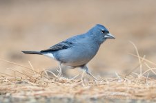 Blue-Chaffinch-(89)-fbook.jpg