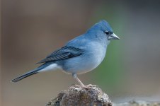 Blue-Chaffinch-(93)-fbook.jpg