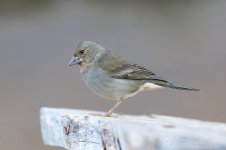 Blue-Chaffinch-(105)-fbook.jpg