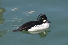 Common Goldeneye 2024-02-06 a.JPG