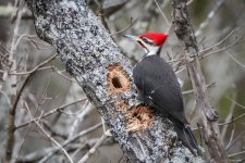Pileated Woodpecker 2.9.24 Augusta Springs 7VA01113E.jpg