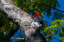 Red-headed Woodpecker 2022.5.9 Paul St-03277.jpg