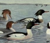  mergansers, common.jpeg