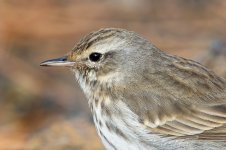 Berthelot's-Pipit-(36)-fbook.jpg