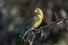 Canary-(44)-Monte-del-Agua-fbook.jpg