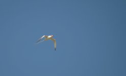 red-billed_tropicbird_11feb24_1080l_8932.jpg