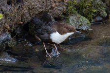 Black-bellied-Dipper-(17)-R7-fbook.jpg