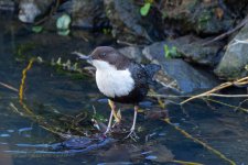 Black-bellied-Dipper-(91)-R5-fbook.jpg