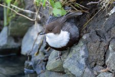 Black-bellied-Dipper-(218)-R5-fbook.jpg