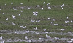 Mediterranean Gull 001.jpg