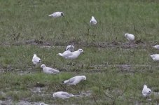 Mediterranean Gull 005.jpg