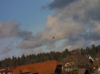 AXV_20240211-Red Kite.jpeg