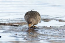 Purple-Sandpiper-(11)-fbook.jpg