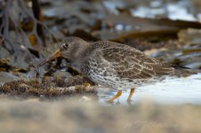 Purple-Sandpiper-(25)-fbook.jpg