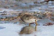 Purple-Sandpiper-(38)-fbook.jpg