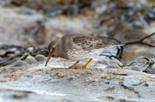 Purple-Sandpiper-(47)-fbook.jpg