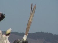 Brown pelican-3.JPG