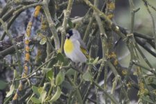 Lawrence's Goldfinch 2024-02-15 b.JPG