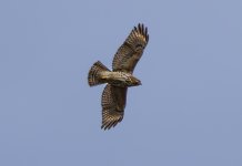 Sharp Shinned Hawk at Simpson Lake Feb 2024 2.jpg
