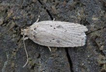 Agonopterix yeatiana 001.jpg