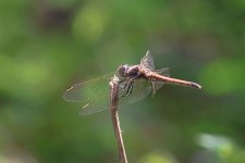 wandering glider poss santo antao.JPG