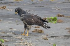 beach hawk 1.JPG