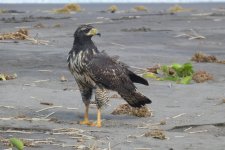 beach hawk 2.JPG