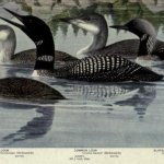 Loon,common.jpg