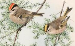 golden crowned Kinglet.jpg