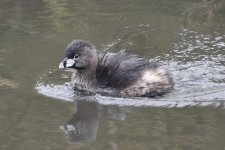 Pied-billed Grebe 2024-02-18 a.JPG