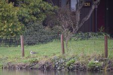 Red-throated Loon 2024-02-18 a.JPG