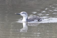 Red-throated Loon 2024-02-18 b.JPG