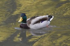 Mallard 24-02-18 a.JPG