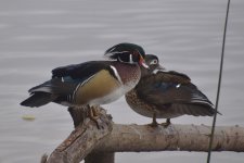 Wood Duck 2024-02-18 c.JPG