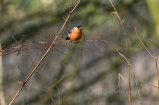 Bullfinch-(1)-fbook-uncropped.jpg